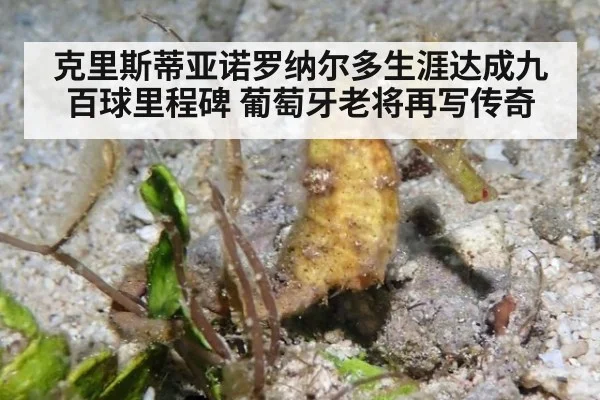 克里斯蒂亚诺罗纳尔多生涯达成九百球里程碑 葡萄牙老将再写传奇